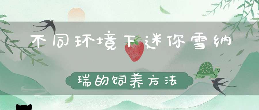 不同环境下迷你雪纳瑞的饲养方法