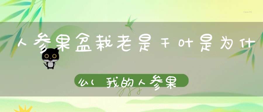 人参果盆栽老是干叶是为什么(我的人参果树叶子发黄请看一下怎么回事啊)