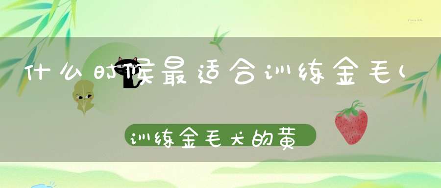 什么时候最适合训练金毛(训练金毛犬的黄金时期是什么时候该训练什么)