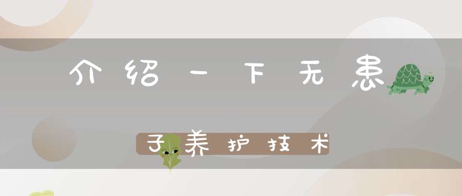 介绍一下无患子养护技术