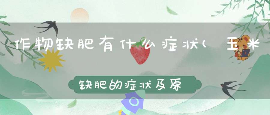 作物缺肥有什么症状(玉米缺肥的症状及原因是啥)