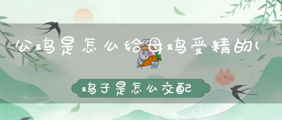 公鸡是怎么给母鸡受精的(鸡子是怎么交配的)