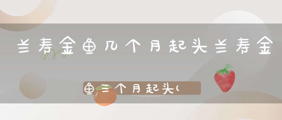 兰寿金鱼几个月起头兰寿金鱼三个月起头(兰寿发头征兆)