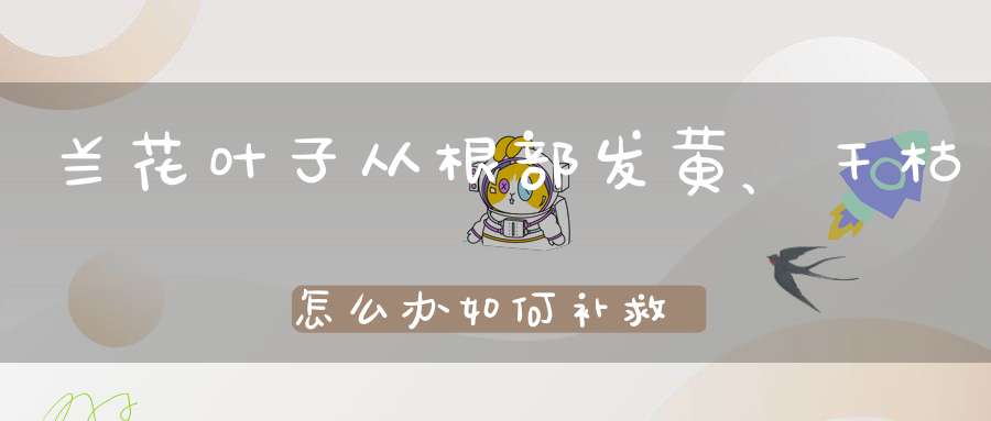 兰花叶子从根部发黄、干枯怎么办如何补救