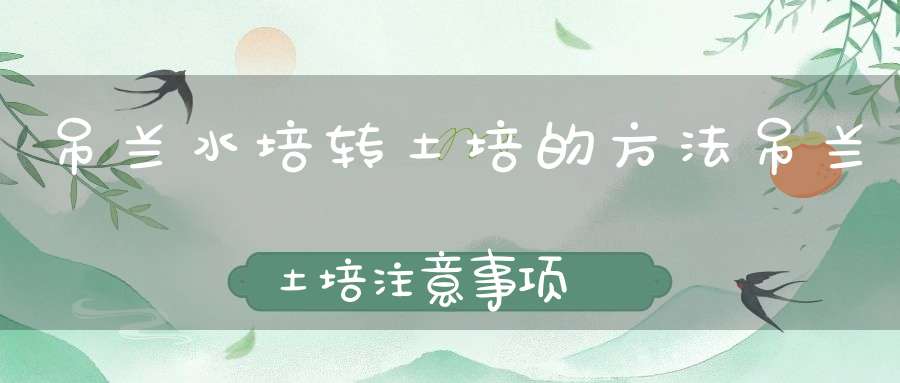 吊兰水培转土培的方法吊兰土培注意事项