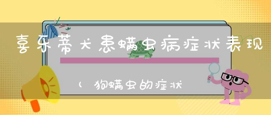 喜乐蒂犬患螨虫病症状表现(狗螨虫的症状是什么怎么治)