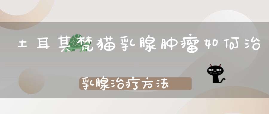 土耳其梵猫乳腺肿瘤如何治乳腺治疗方法