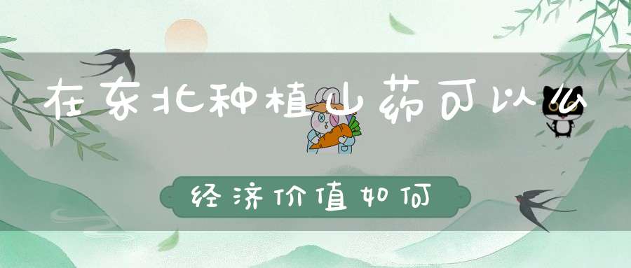 在东北种植山药可以么经济价值如何