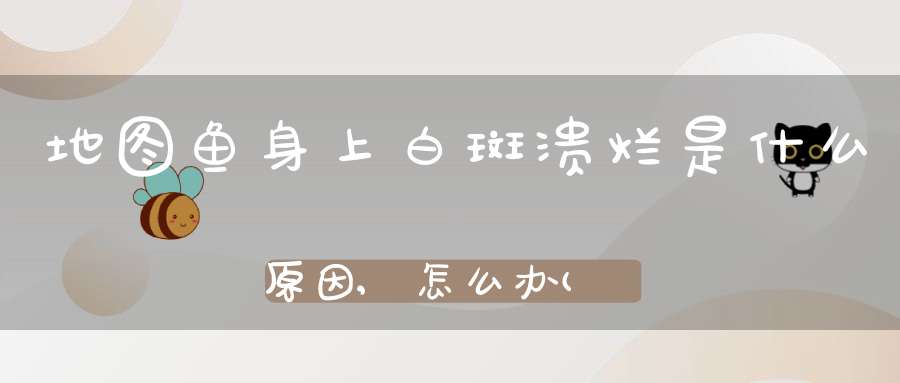 地图鱼身上白斑溃烂是什么原因,怎么办(地图鱼白点病怎么治)