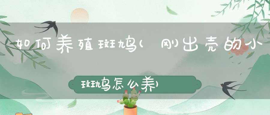 如何养殖斑鸠(刚出壳的小斑鸠怎么养)