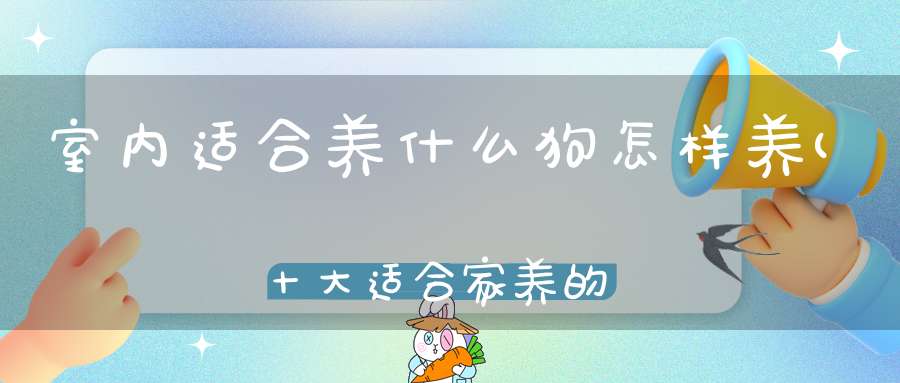 室内适合养什么狗怎样养(十大适合家养的狗)