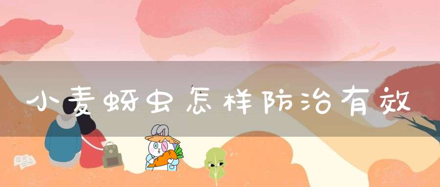 小麦蚜虫怎样防治有效