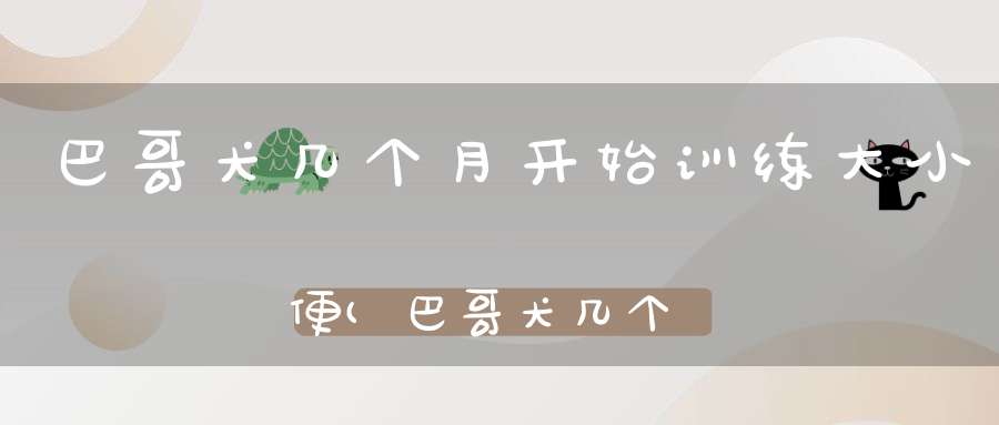 巴哥犬几个月开始训练大小便(巴哥犬几个月可以训练如何训练巴哥犬)