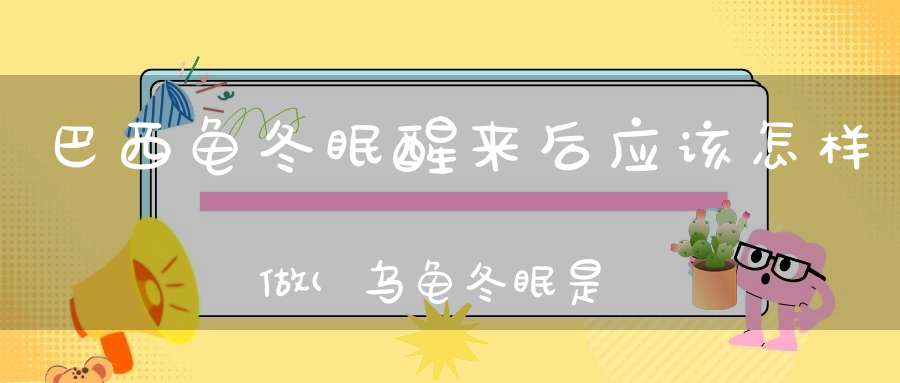 巴西龟冬眠醒来后应该怎样做(乌龟冬眠是什么样子的冬眠苏醒后要做什么)