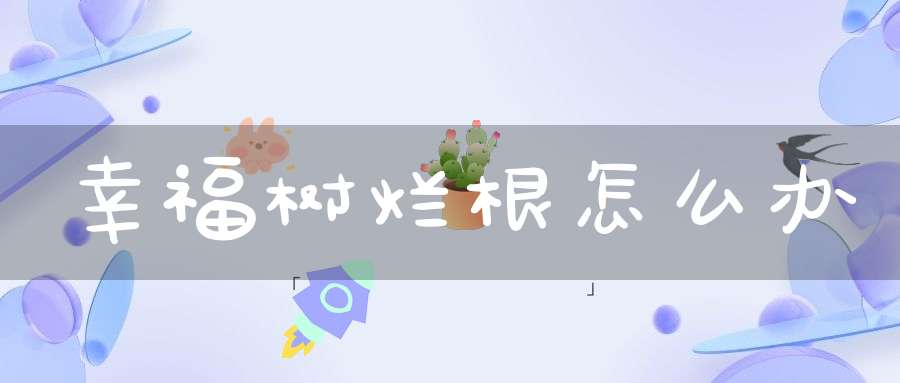 幸福树烂根怎么办