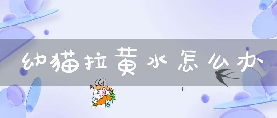 幼猫拉黄水怎么办