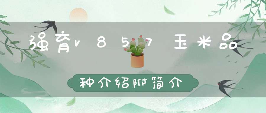 强育v857玉米品种介绍附简介