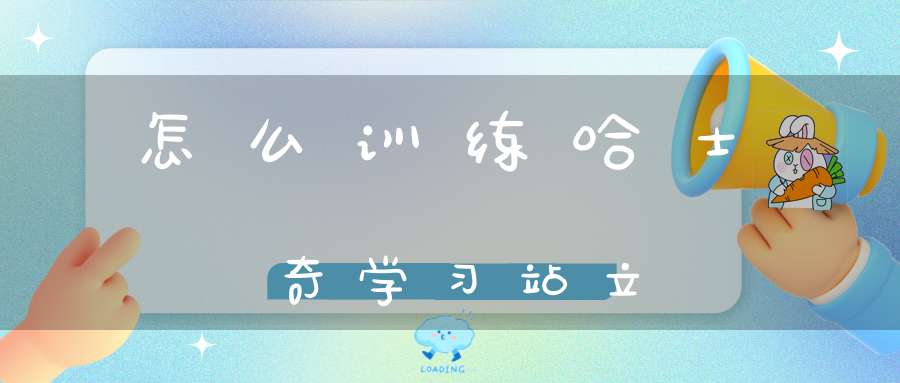 怎么训练哈士奇学习站立