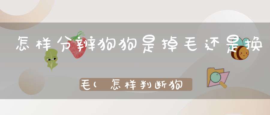 怎样分辨狗狗是掉毛还是换毛(怎样判断狗狗掉毛是正常还是生病了)