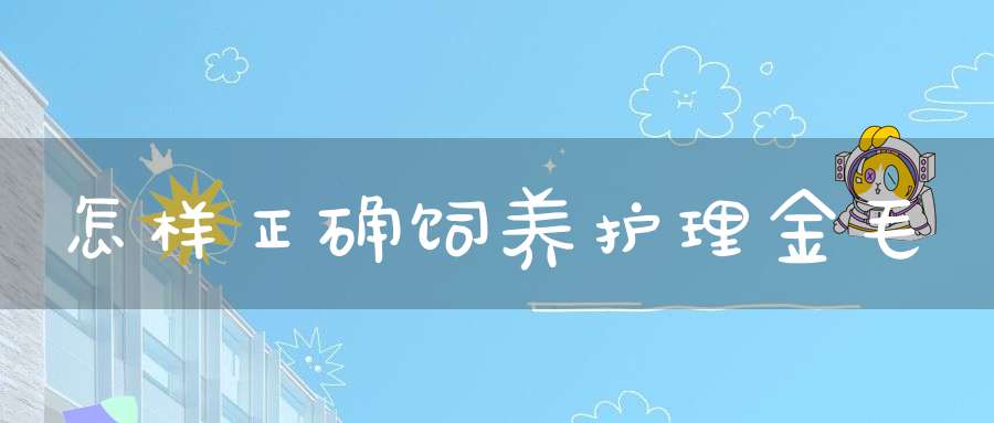 怎样正确饲养护理金毛