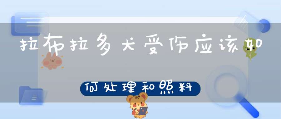 拉布拉多犬受伤应该如何处理和照料