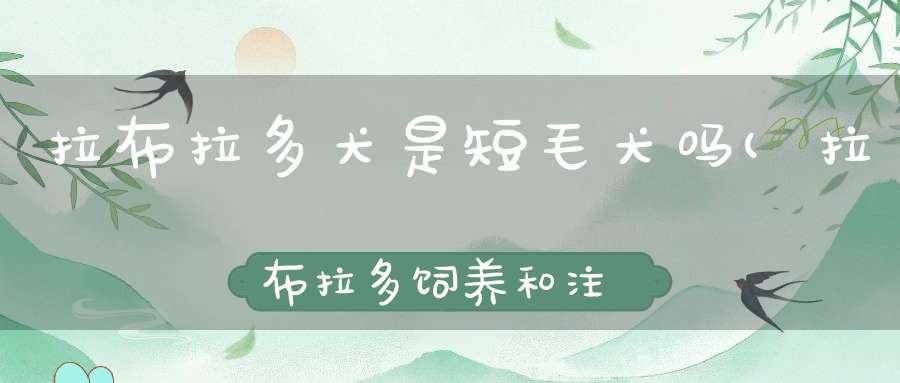 拉布拉多犬是短毛犬吗(拉布拉多饲养和注意事项)