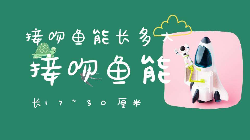 接吻鱼能长多大接吻鱼能长17~30厘米(接吻鱼的养殖方法)