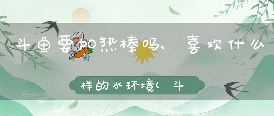 斗鱼要加热棒吗,喜欢什么样的水环境(斗鱼好养吗怎么养)