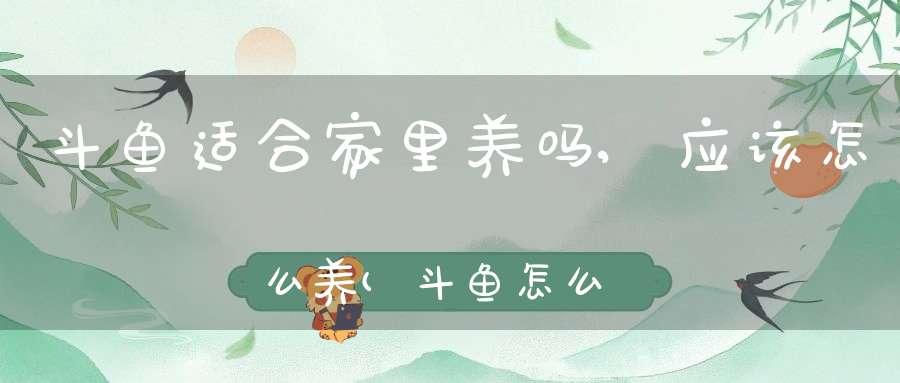 斗鱼适合家里养吗,应该怎么养(斗鱼怎么饲养)