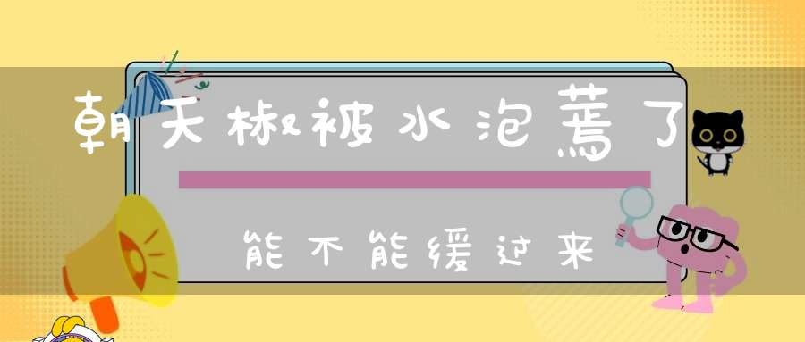 朝天椒被水泡蔫了能不能缓过来