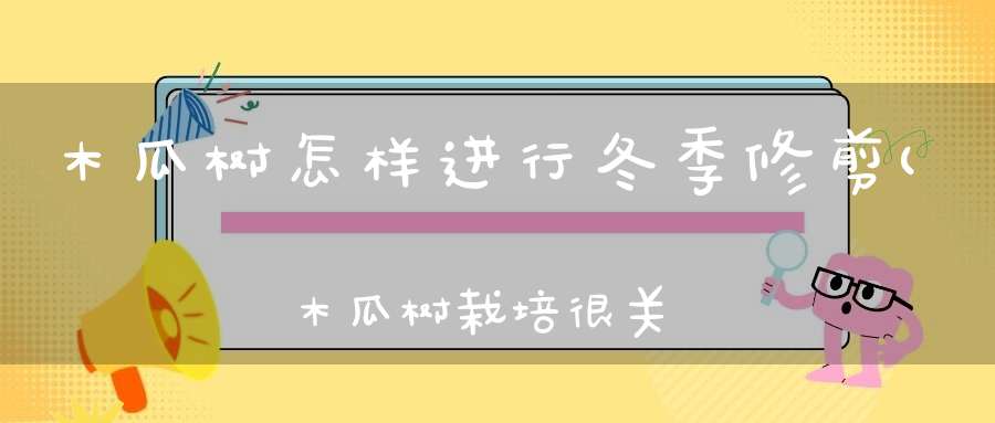 木瓜树怎样进行冬季修剪(木瓜树栽培很关键木瓜怎么种植好)