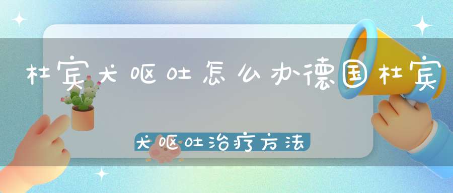 杜宾犬呕吐怎么办德国杜宾犬呕吐治疗方法