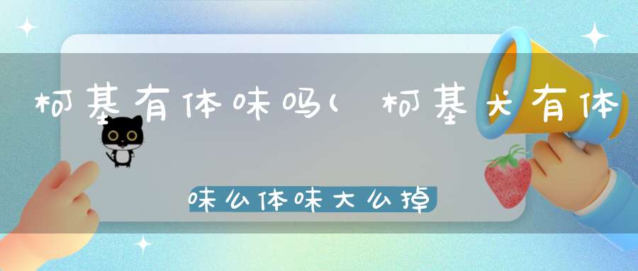 柯基有体味吗(柯基犬有体味么体味大么掉毛严重么)