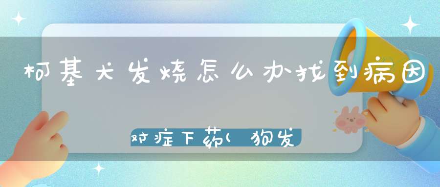 柯基犬发烧怎么办找到病因对症下药(狗发烧怎么办)