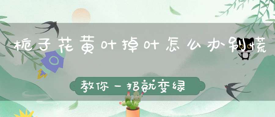 栀子花黄叶掉叶怎么办别慌教你一招就变绿！