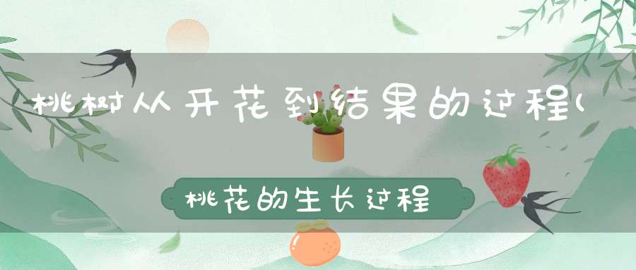 桃树从开花到结果的过程(桃花的生长过程是什么)