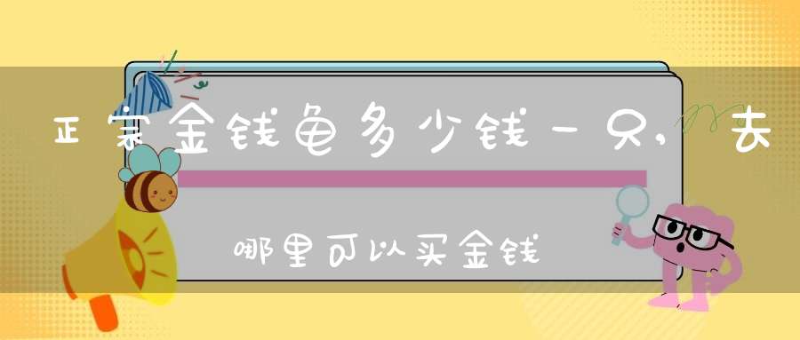 正宗金钱龟多少钱一只,去哪里可以买金钱龟苗