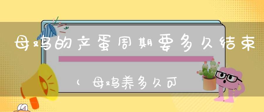 母鸡的产蛋周期要多久结束(母鸡养多久可以下蛋)