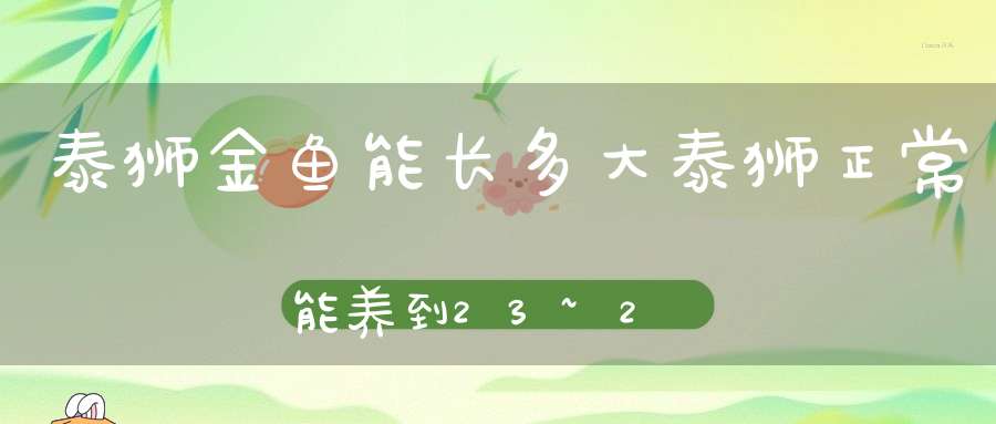 泰狮金鱼能长多大泰狮正常能养到23~28厘米