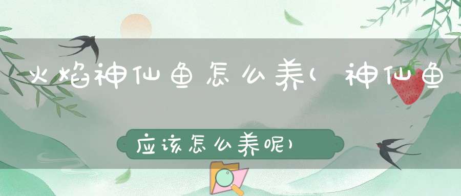 火焰神仙鱼怎么养(神仙鱼应该怎么养呢)