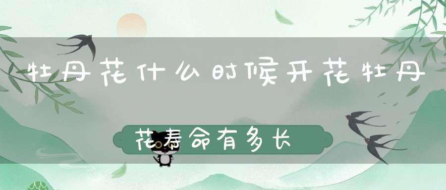 牡丹花什么时候开花牡丹花寿命有多长