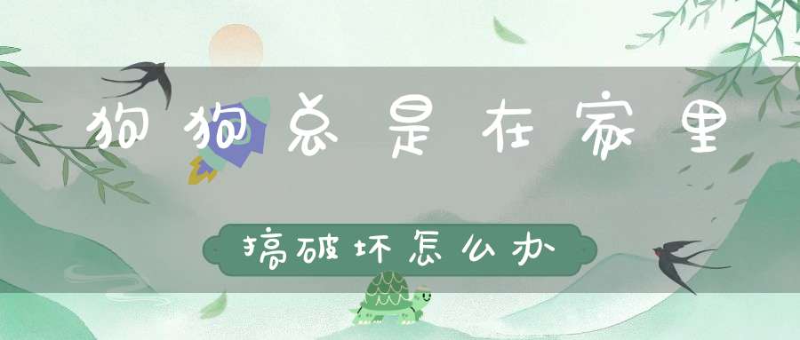 狗狗总是在家里搞破坏怎么办