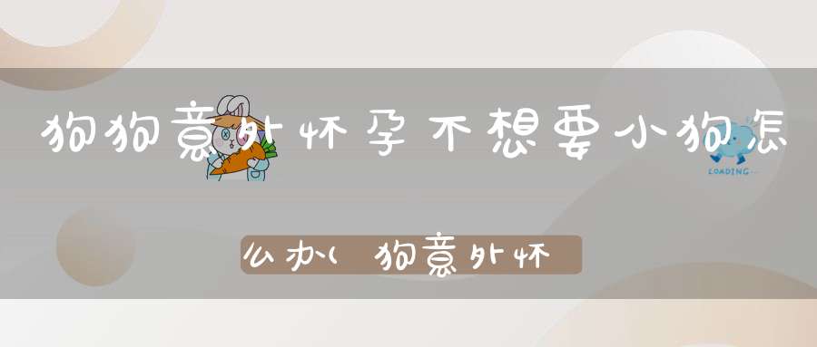 狗狗意外怀孕不想要小狗怎么办(狗意外怀孕了不想要怎么办)