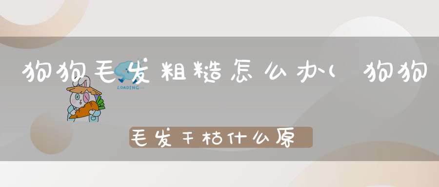 狗狗毛发粗糙怎么办(狗狗毛发干枯什么原因狗狗毛发粗糙怎么办)