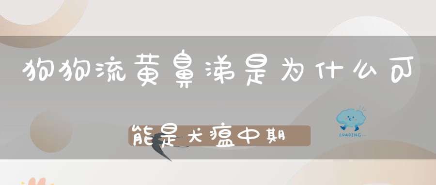 狗狗流黄鼻涕是为什么可能是犬瘟中期