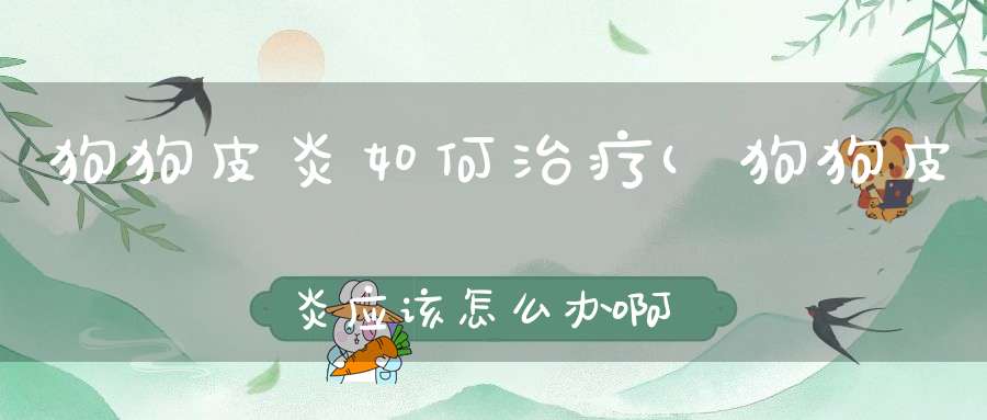 狗狗皮炎如何治疗(狗狗皮炎应该怎么办啊用什么药)