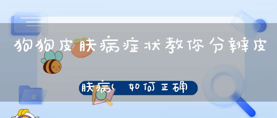 狗狗皮肤病症状教你分辨皮肤病(如何正确判断狗狗皮肤病)