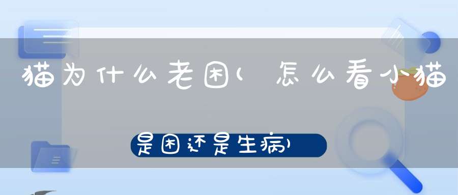 猫为什么老困(怎么看小猫是困还是生病)