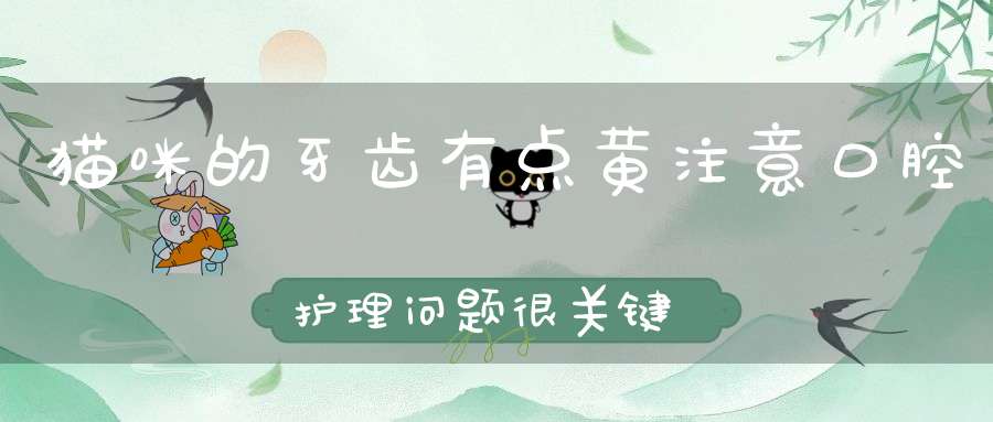 猫咪的牙齿有点黄注意口腔护理问题很关键