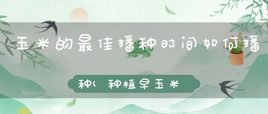 玉米的最佳播种时间如何播种(种植早玉米什么时候播种方法有哪些)